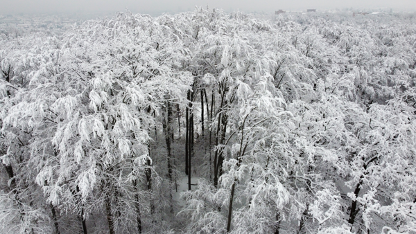 Allschwiler Wald im Winter