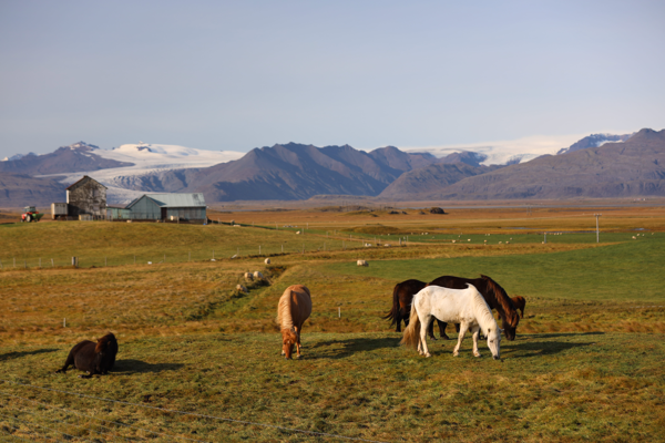 Icelandic Horses