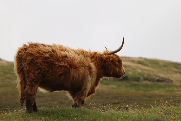 Highland Cattle