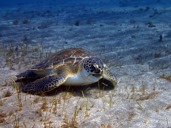 Green Turtle near Abades